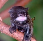 emperor_tamarin4.jpg
