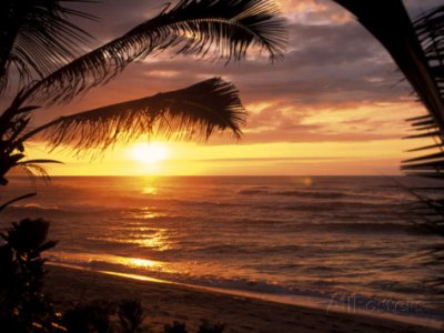 bill-romerhaus-sunset-on-the-ocean-with-palm-trees-oahu-hi.jpg