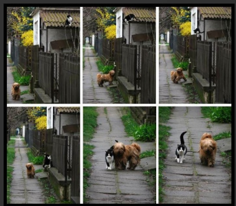 Cat and Dog walk.png