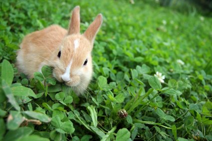 bunnyclover-iStock2.jpg bunnyclover-iStock2.jpg