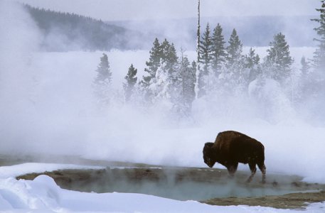 yellowstone-bison.jpg