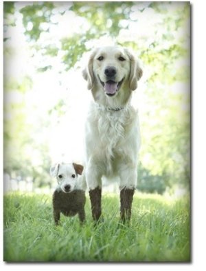 Big Little Dogs mud.jpg