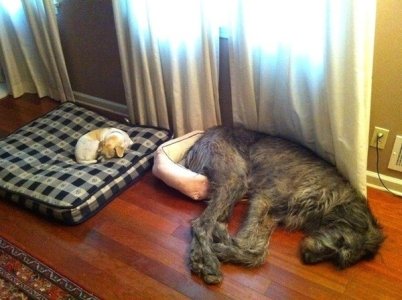 Big Little Dogs bed.jpg