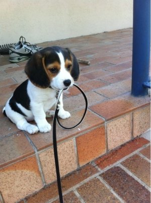 Beagle Pup leash.jpg