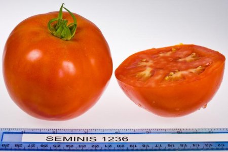 Tomato_Mkt_Seminis_1236 (1).jpg
