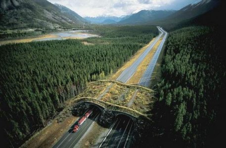 banff-national-park-alberta-canada-animal-bridge-wildlife-overpass-e1350161755806.jpg