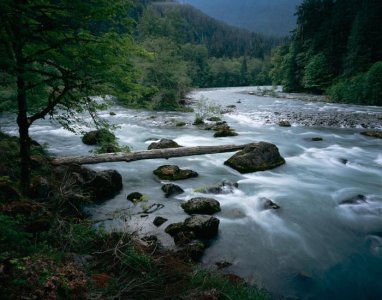 Elwha-River-log-Scott-Church-copy.jpg