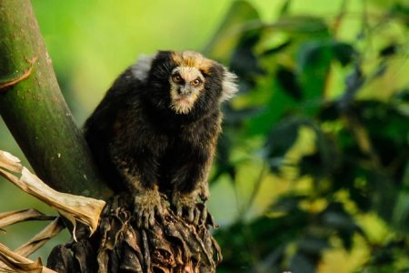 1200px-Buffy-tufted_marmoset_(Callithrix_aurita).jpg 1200px-Buffy-tufted_marmoset_(Callithrix_aurita).jpg