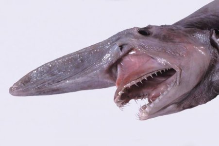 head-of-goblin-shark-wikimedia-commons-.jpg
