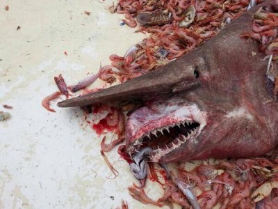 goblin-shark.jpg
