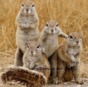 Squirrels-Clan.jpg