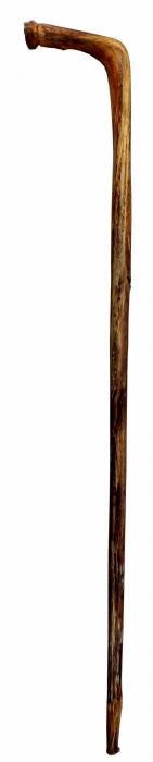 bulls-pizzle-walking-cane-800x3983.jpg