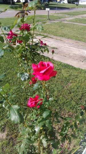 216 S Bullitt Rose bush.jpg