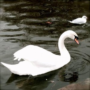 The Swan.jpg