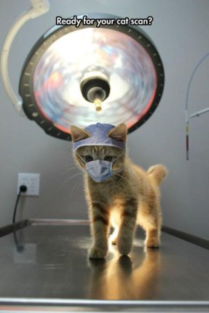 cat scan.jpg