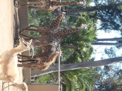 Giraffe Buntu Rotated Right 90.jpg