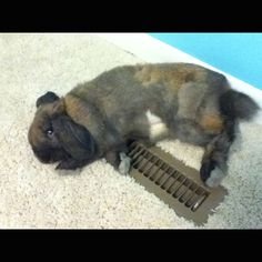 vent 2.jpg vent 2.jpg