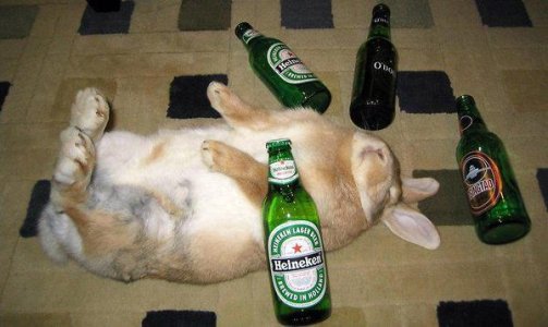 drunk-bunny.jpg
