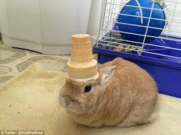 ice cream on head.jpg