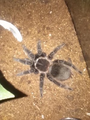spiders 019.jpg