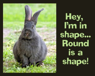 fat-black-rabbit-round.jpg