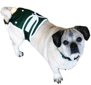 Dog diaper.jpg Dog diaper.jpg