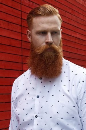 Ginger Man_111_500.jpg
