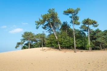 22991212-dune-landscape-in-summertime-with-scots-pine-or-pinus-sylvestris-trees-in-the-backgroun.jpg 22991212-dune-landscape-in-summertime-with-scots-pine-or-pinus-sylvestris-trees-in-the-backgroun.jpg