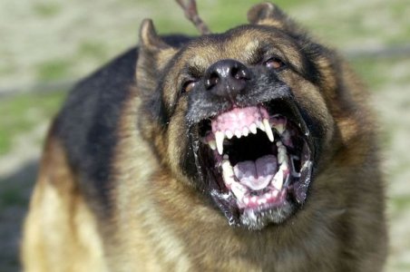 A-German-Shepard-bares-its-teeth.jpg A-German-Shepard-bares-its-teeth.jpg