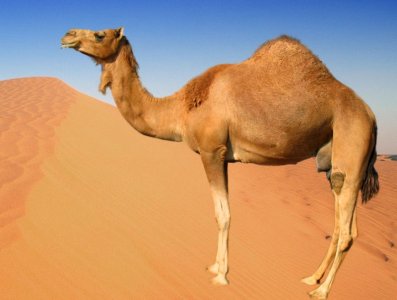one hump.jpg