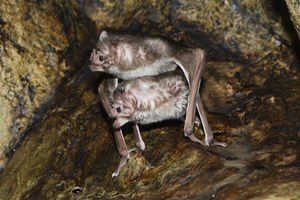 vampire-bats-mating.jpg
