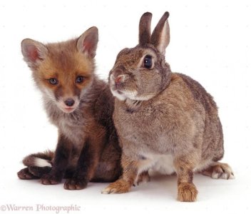 05827-Rabbit-and-fox-cub-white-background.jpg