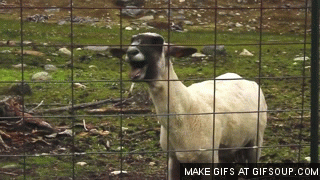 goat gif.gif goat gif.gif