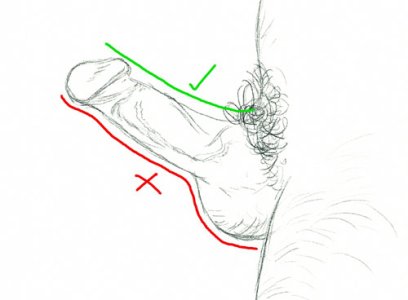 penislength.jpg