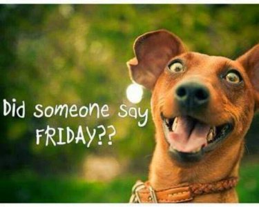 Friday dog tgif.jpg