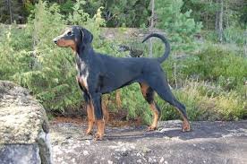 download.jpg download.jpg