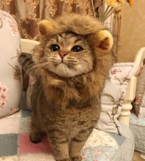 lioncat.jpg