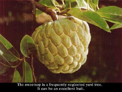 Indian_Custard_Apple_Sitifal.jpg