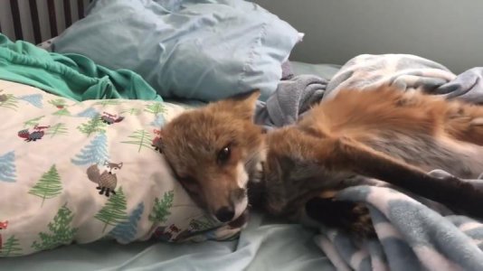fox in bed.jpg