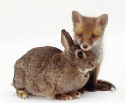 fox and bunny 2.jpg