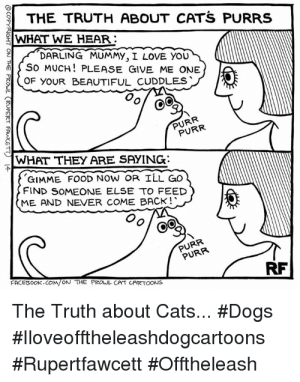 the-truth-about-cats-purrs.png