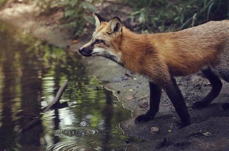 mist-fox-kit-discover-original-art-by-red-fox-kit-photography-art-for-sale-online-home-ideas-mag.jpg