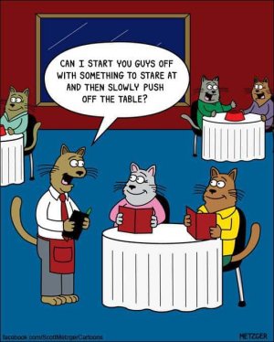funny-cat-comics 13221114.jpg