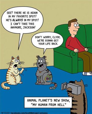 funny-cat-comics.jpg