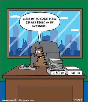 funny-cat-comics-.jpg