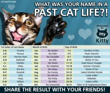cat name generator.jpg