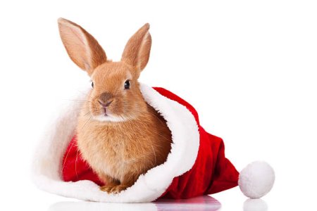 christmas bunny 2.jpg