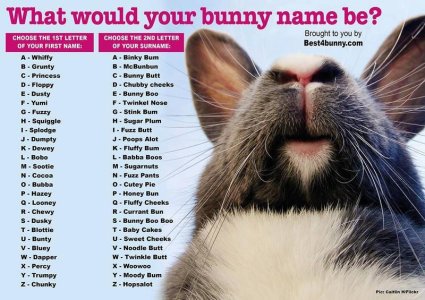 bunny name.jpg bunny name.jpg