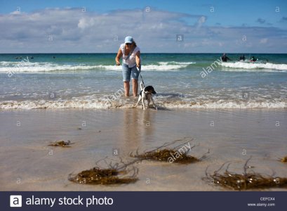 lady-walking-dog-on-beach-dog-doesnt-like-the-water-walking-dog-on-CEFCX4.jpg