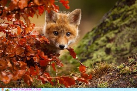 fall fox .jpg